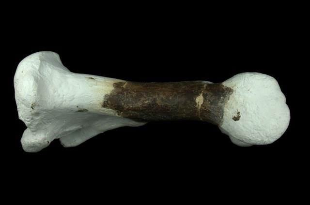 犀腿骨化石 (右前腿骨)藏品圖，第4張